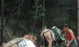 马帮的孩子 在线观看,探寻西南边陲的青春记忆